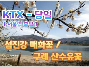 [ KTX ] 봄꽃의 전령사! 섬진강 매화꽃 / 구례 산수유꽃 여행 (당일-대전역승.하차)  3월1일~4월5일 [서울역 출발]