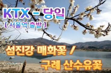 [ KTX ] 봄꽃의 전령사! 섬진강 매화꽃 / 구례 산수유꽃 여행 (당일-대전역승.하차)  3월1일~4월5일 [서울역 출발]