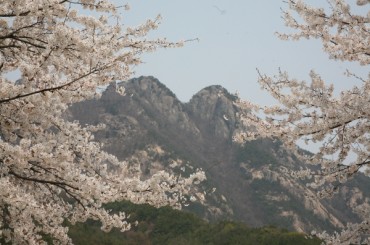 [ KTX -당일]  계룡산 동학사 벚꽃 / 계족산 황톳길 / 웰빙 족욕 봄꽃여행(당일) 3/21~4/12