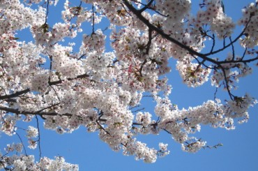 [ KTX-1박2일 ] 진해벚꽃  군항제 / 부산(용궁사/해운대 해변열차)  (1박2일) -호텔급 [ 3월20일~4월4일] [서울역 / 대전역 ]