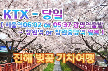 [ KTX ] 진해 벚꽃 기차여행 / 경화역 포함 (당일)-서울역 06:03 or 05:38 출발 [서울역,광명역,대전역출발/창원중앙역or창원역도착]