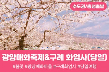 [수도권/충청권/전라권/경상권出] ★봄꽃★[ 광양매화축제 / 구례 화엄사(당일) [구례역왕복]