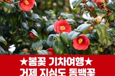 [수도권,충청권,경상권출발] ★봄꽃★ 거제 지심도 동백꽃 / 식물원 정글돔(당일)  [서울역,광명역대전역,울산역,동대구역,부산역출발]