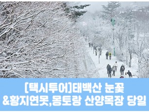 [청량리,대전역출발] [택시투어-겨울눈꽃] 태백산 눈꽃 / 황지연못 택시투어 [최소2명이상, 화요일~일요일]