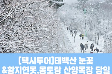 [청량리,대전역출발] [택시투어-겨울눈꽃] 태백산 눈꽃 / 황지연못 택시투어 [최소2명이상, 화요일~일요일]
