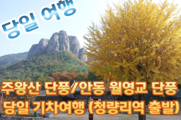 [가을단풍] 주왕산 단풍 / 안동 월영교 단풍 당일여행 [청량리역,양평역] 10월24일~11월9일