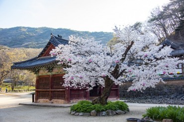 [새마을-당일]-공주 마곡사/부여 정림사지 /궁남지 (2식 제공) 당일 기차여행 [용산역, 영등포역, 수원역, 천안역]