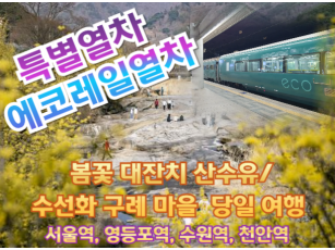 [특별열차-에코레일 열차]  봄꽃 대잔치 산수유/ 수선화 구례 마을 기차여행 (당일)  [3월 21일(토) ] [서울역,영등포역,수원역,천안역,서대전역]