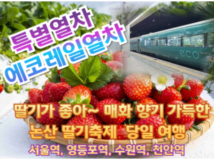[특별열차-에코레일 열차]  딸기가 좋아~ 매화 향기 가득한 논산 딸기축제 기차여행 (당일)  [3월 28일(토) ] [서울역,영등포역,수원역,천안역]
