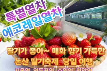 - [특별열차-에코레일 열차]  딸기가 좋아~ 매화 향기 가득한 논산 딸기축제 기차여행 (당일)  [3월 28일(토) ] [서울역,영등포역,수원역,천안역]