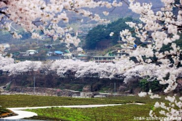 ♥봄꽃여행♥ [KTX-당일] 섬진강 하동 십리벚꽃길+전주한옥마을 3월20일~4월12일 [용산역출발/익산도착]