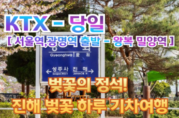 [ KTX ] 벚꽃의 정석! 진해 벚꽃 하루 기차여행 (당일) -  [3월28일~4월12일] [서울역,광명역 출발/밀양역 도착 왕복]