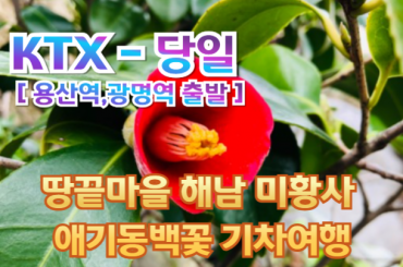 [ KTX ] 땅끝마을 해남 미황사 애기동백꽃 기차여행 (당일) - [화수금토] [용산역,광명역 출발]