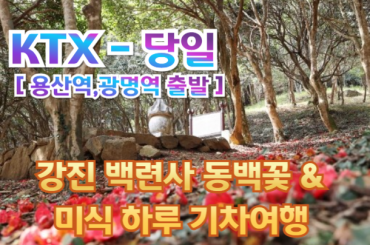 [ KTX ] 강진 백련사 동백꽃 / 미식 하루 기차여행 (당일) - [화수금토] [용산역,광명역 출발]