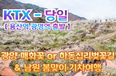 [ KTX ] 광양 매화꽃 OR 하동십리벚꽃길 / 남원 봄맞이 기차여행  (당일) 3월7일~4월12일- [용산역,광명역 출발]