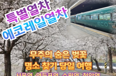 [특별열차-에코레일 열차]  무주의 숨은 벚꽃 명소 찾기 (당일)  [4월 11일(토) ] [서울역,영등포역,수원역,천안역]