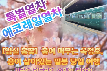 [특별열차-에코레일 열차] [임실봄꽃] 봄이 머무는 옥정호, 흥이 살아있는 필봉 (당일)  [4월 11일(토) ] [서울역,영등포역,수원역,천안역]