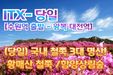 [새마을호-당일] (수원역,천안역출발)  국내 철쭉 3대 명산! 황매산 철쭉 / 함양상림숲 여행(당일) 4/11~5/17